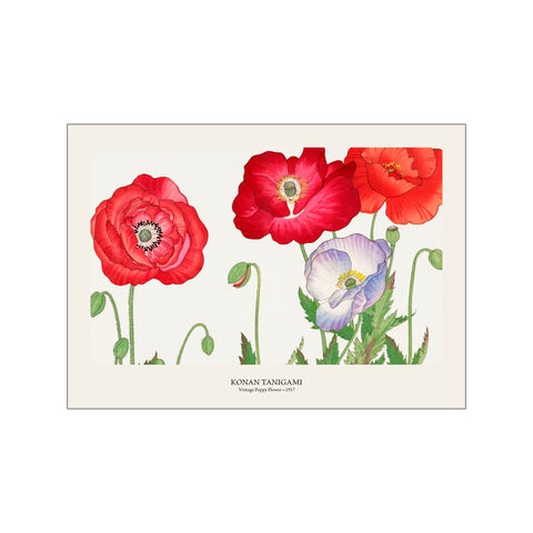 Vintage Poppy Flower - Konan Tanigami | Japanese Botanical Print