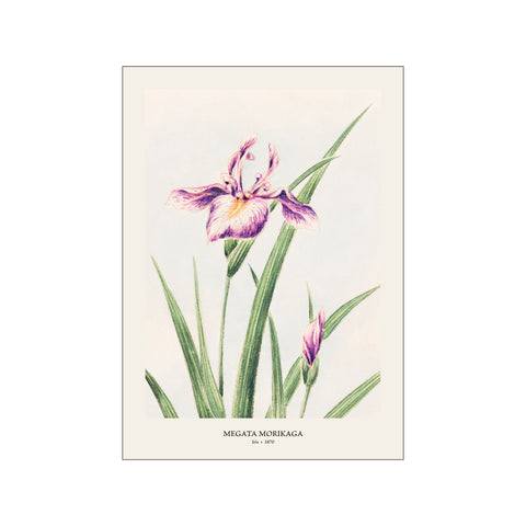 Iris - Megata Morikaga | Woodblock Print