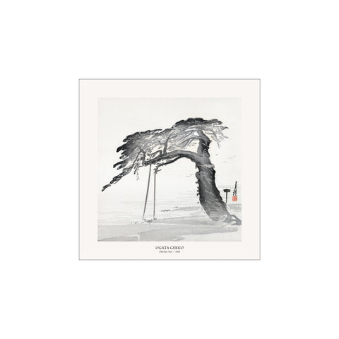 Old Pine Tree - Ogata Gekkō | Woodblock Print