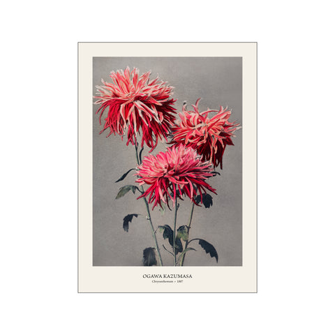 Chrysanthemum - Ogawa Kazumasa | Fine Art Print