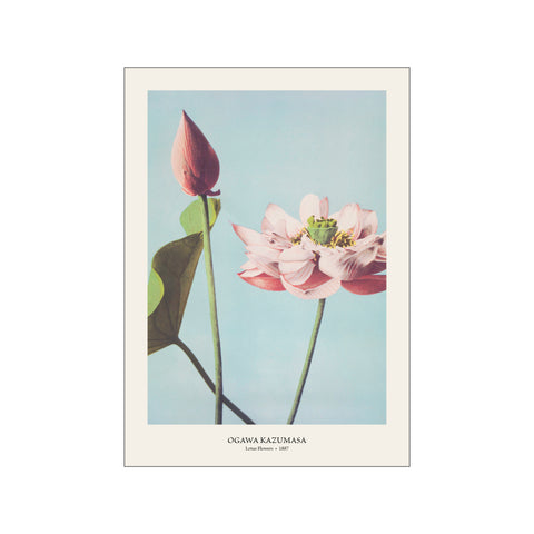 Lotus Flowers - Ogawa Kazumasa | Fine Art Print