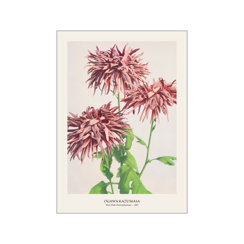 Three Pink Chrysanthemum - Ogawa Kazumasa | Fine Art Print