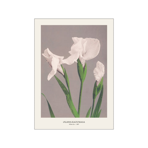 White Iris - Ogawa Kazumasa | Fine Art Print